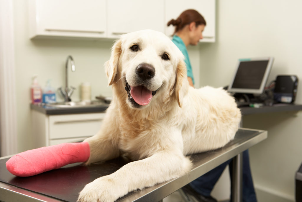 Dog sitting on veterinary table wearing a pink cast on his leg